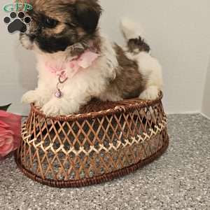 Little  Lishe, Shih Tzu Puppy