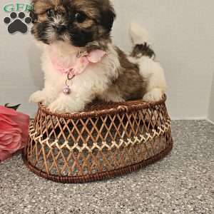 Little  Lishe, Shih Tzu Puppy