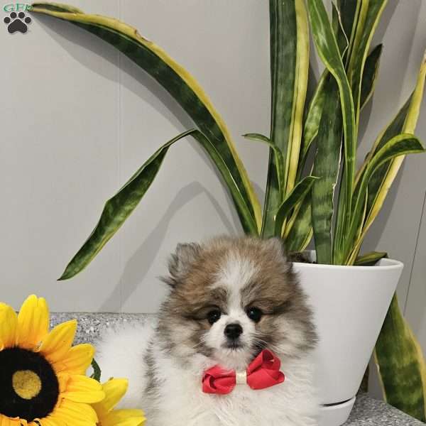 Knox, Pomeranian Puppy