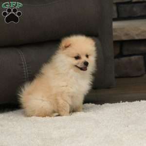 Simba, Pomeranian Puppy