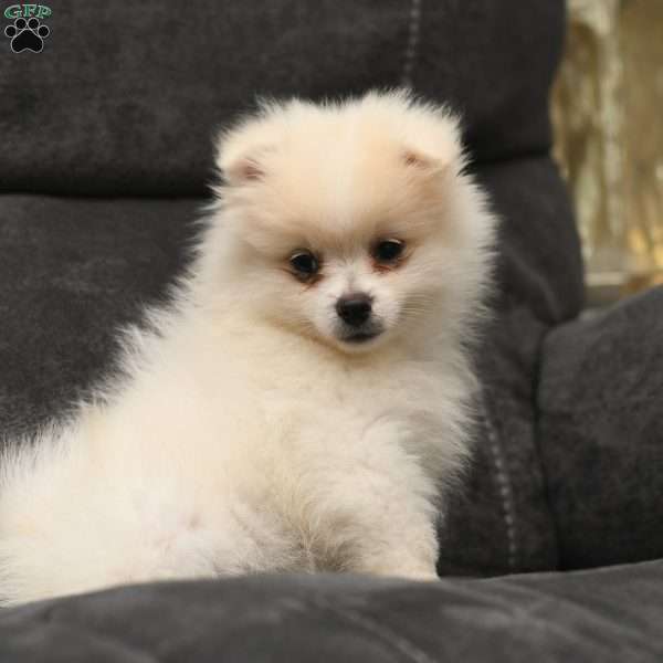 Sammy, Pomeranian Puppy