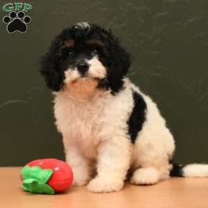 Haven, Cavapoo Puppy