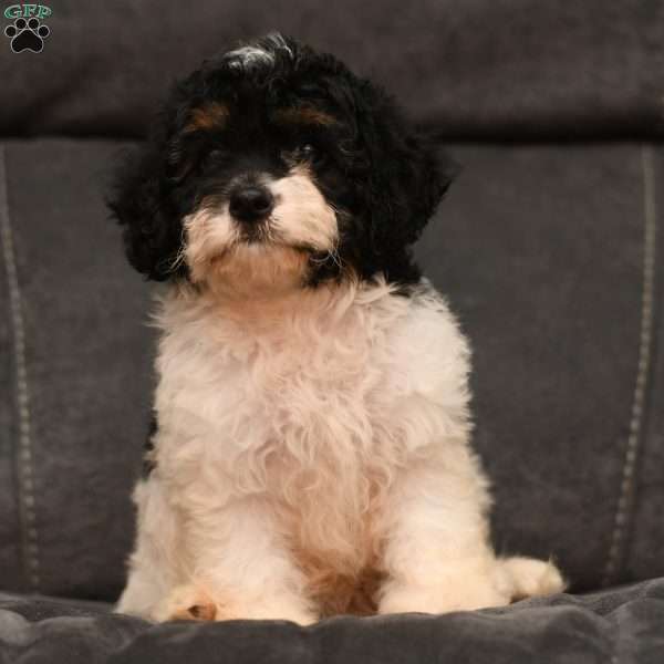 Haven, Cavapoo Puppy