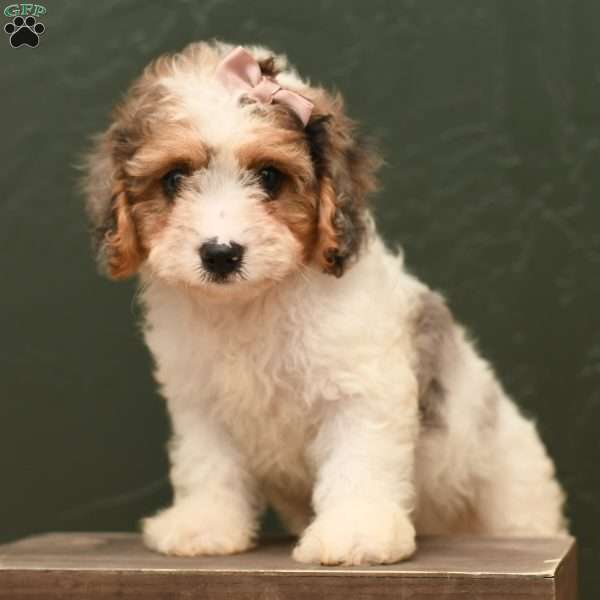 Holly, Cavapoo Puppy