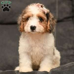 Holly, Cavapoo Puppy