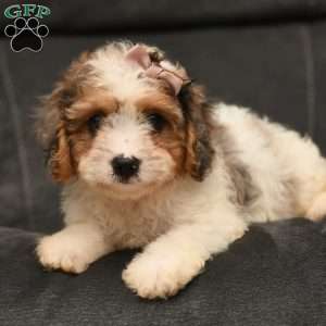 Holly, Cavapoo Puppy
