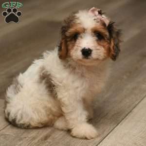Holly, Cavapoo Puppy
