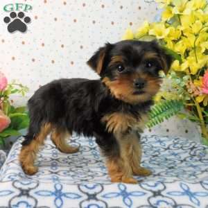 Mark, Yorkie Puppy