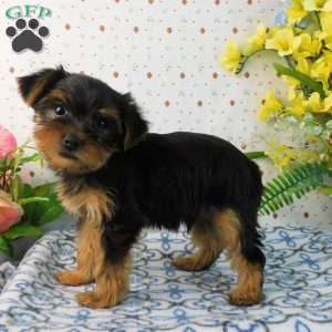 Mark, Yorkie Puppy