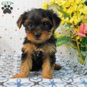 Mark, Yorkie Puppy