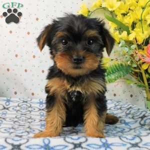 Mark, Yorkie Puppy