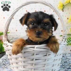 Mark, Yorkie Puppy