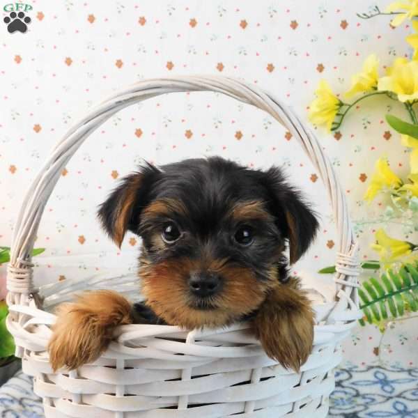 Mark, Yorkie Puppy