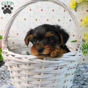 Mark, Yorkie Puppy