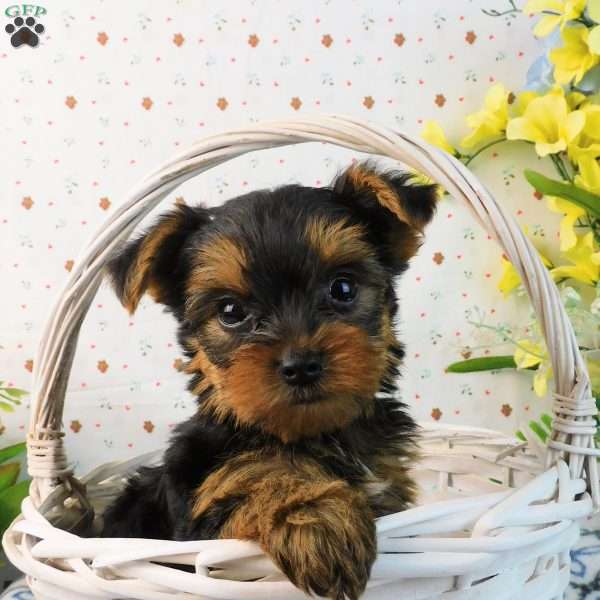 Matthew, Yorkie Puppy