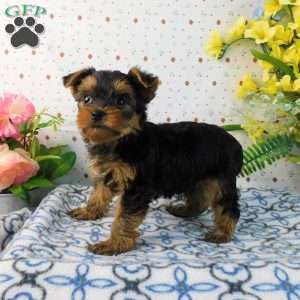 Matthew, Yorkie Puppy