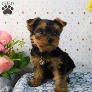 Matthew, Yorkie Puppy