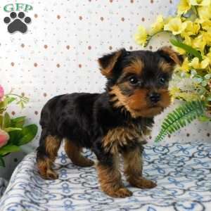 Matthew, Yorkie Puppy