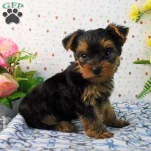 Matthew, Yorkie Puppy