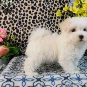 Charmin, Maltipoo Puppy