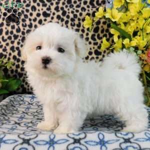 Charmin, Maltipoo Puppy