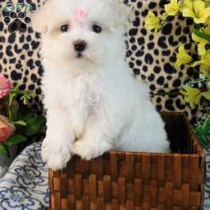 Charmin, Maltipoo Puppy