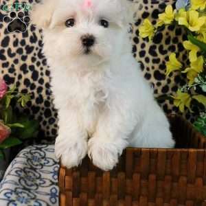 Charmin, Maltipoo Puppy