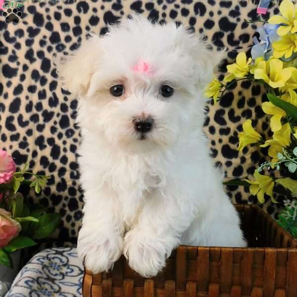 Charmin, Maltipoo Puppy