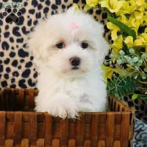 Career, Maltipoo Puppy