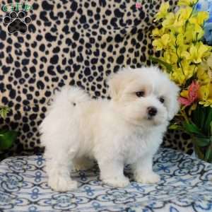 Career, Maltipoo Puppy