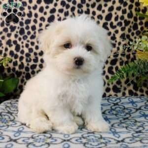 Career, Maltipoo Puppy