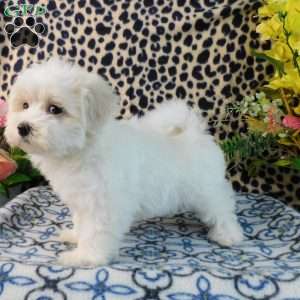 Career, Maltipoo Puppy