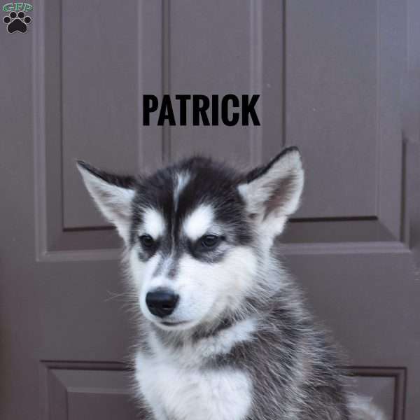 Patrick, Alaskan Malamute Puppy