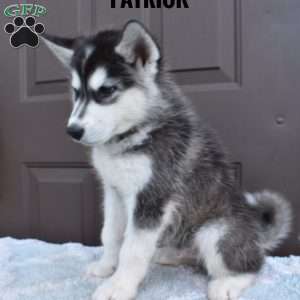 Patrick, Alaskan Malamute Puppy