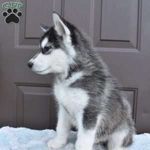 Patrick, Alaskan Malamute Puppy