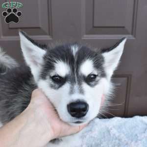 Patrick, Alaskan Malamute Puppy