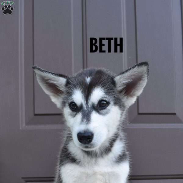 Beth, Alaskan Malamute Puppy