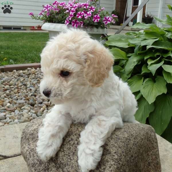 Myron, Bich-Poo Puppy
