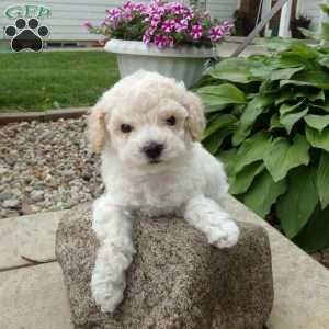 Myron, Bich-Poo Puppy