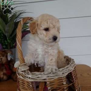 Millie, Bich-Poo Puppy