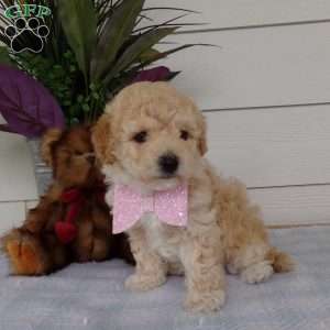 Millie, Bich-Poo Puppy