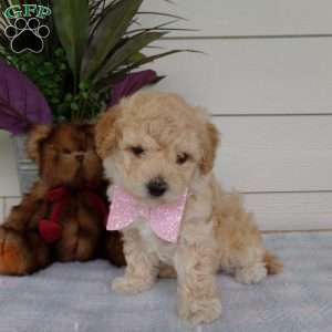 Millie, Bich-Poo Puppy