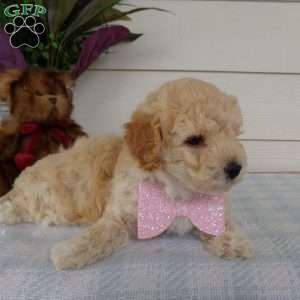 Millie, Bich-Poo Puppy
