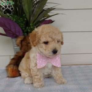 Millie, Bich-Poo Puppy