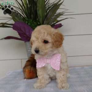 Millie, Bich-Poo Puppy