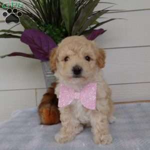 Millie, Bich-Poo Puppy