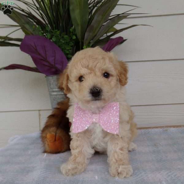 Millie, Bich-Poo Puppy