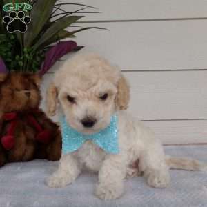 Myron, Bich-Poo Puppy