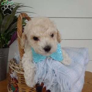 Myron, Bich-Poo Puppy