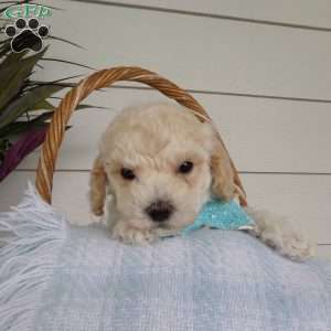 Myron, Bich-Poo Puppy